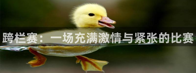 跨栏赛：一场充满激情与紧张的比赛