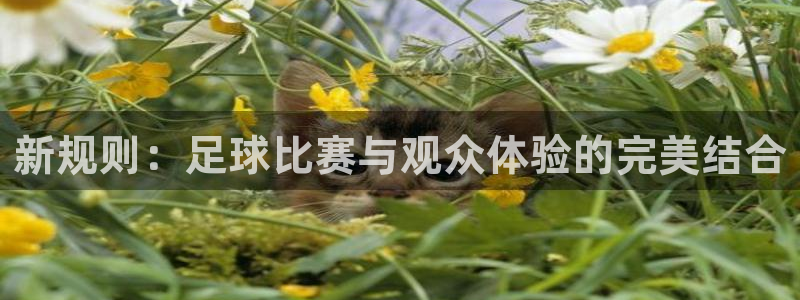 新规则：足球比赛与观众体验的完美结合